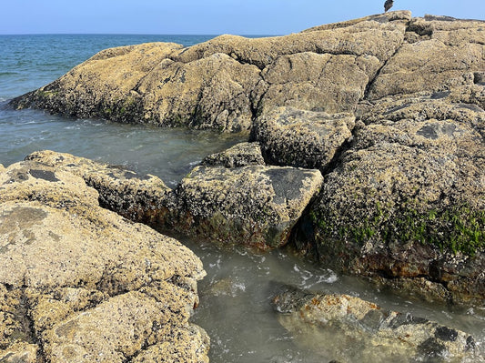 Hampton Beach State Park